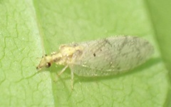 Hemerobius humulinus