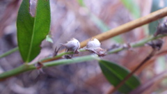 Indigofera linifolia