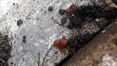 Sapindus emarginatus