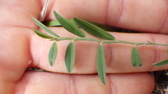 Indigofera linifolia