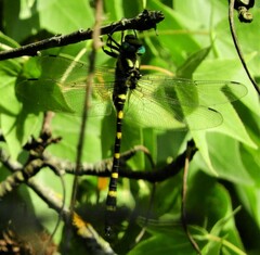 Cordulegaster picta