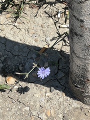 Cichorium intybus