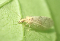 Hemerobius humulinus