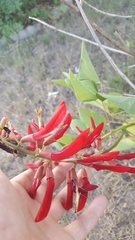 Erythrina flabelliformis