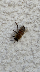 Apis mellifera