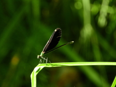 Calopteryx virgo