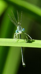 Platycnemis pennipes