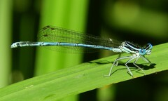 Platycnemis pennipes