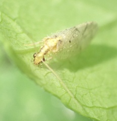 Hemerobius humulinus