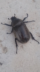 Dynastes tityus