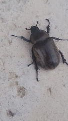 Dynastes tityus