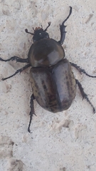 Dynastes tityus