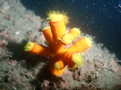 Dendrophyllia arbuscula