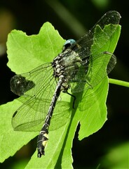 Gomphus schneiderii