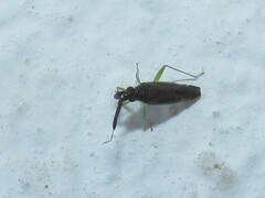 Heterotoma planicornis