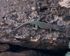 Scelarcis perspicillata