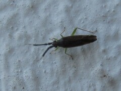 Heterotoma planicornis