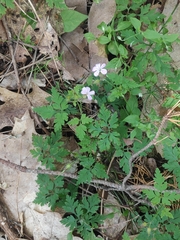 Geranium robertianum