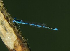 Erythromma lindenii