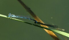 Erythromma lindenii