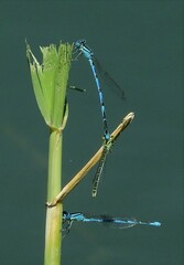 Erythromma lindenii
