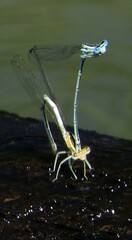 Platycnemis pennipes