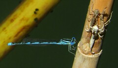 Erythromma lindenii