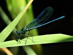 Calopteryx splendens