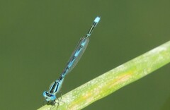 Erythromma lindenii