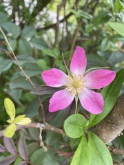 Rosa glauca