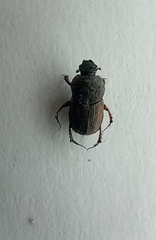 Euoniticellus fulvus