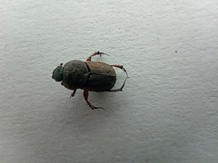 Euoniticellus fulvus