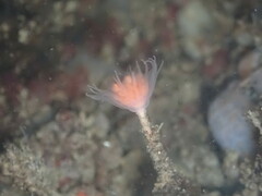 Ectopleura marina