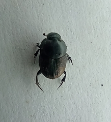 Onthophagus nuchicornis