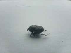 Onthophagus nuchicornis