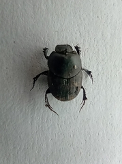 Onthophagus nuchicornis
