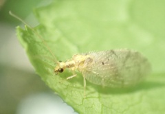 Hemerobius humulinus