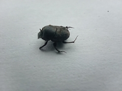 Onthophagus nuchicornis