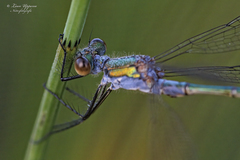 Lestes sponsa