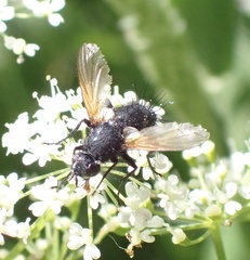 Zophomyia temula