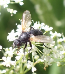 Zophomyia temula