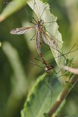 Tipula luna