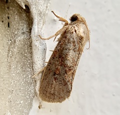 Acrolophus plumifrontella