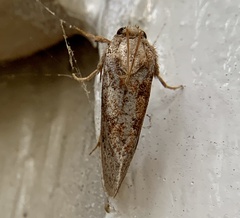 Acrolophus plumifrontella