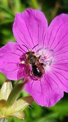 Macropis europaea