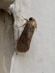 Acrolophus plumifrontella
