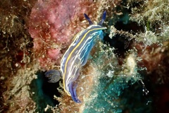 Felimare fontandraui