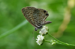 Leptotes pirithous