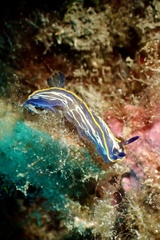 Felimare fontandraui