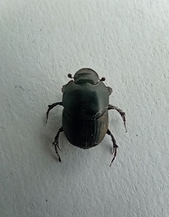 Onthophagus taurus